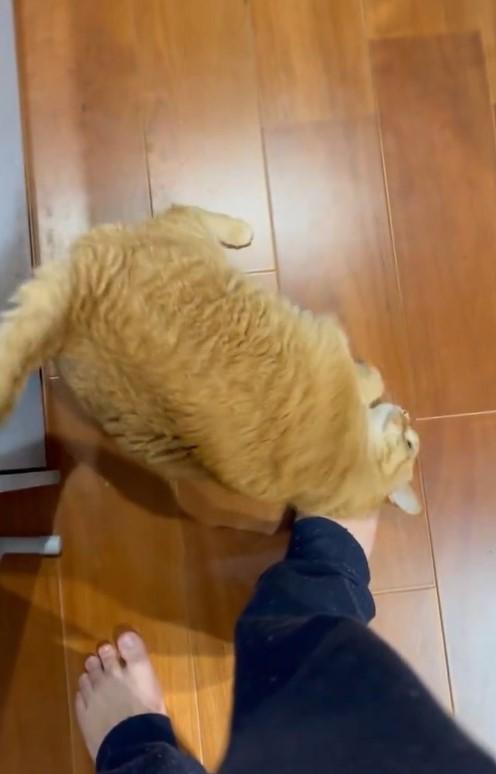 すりすりする猫