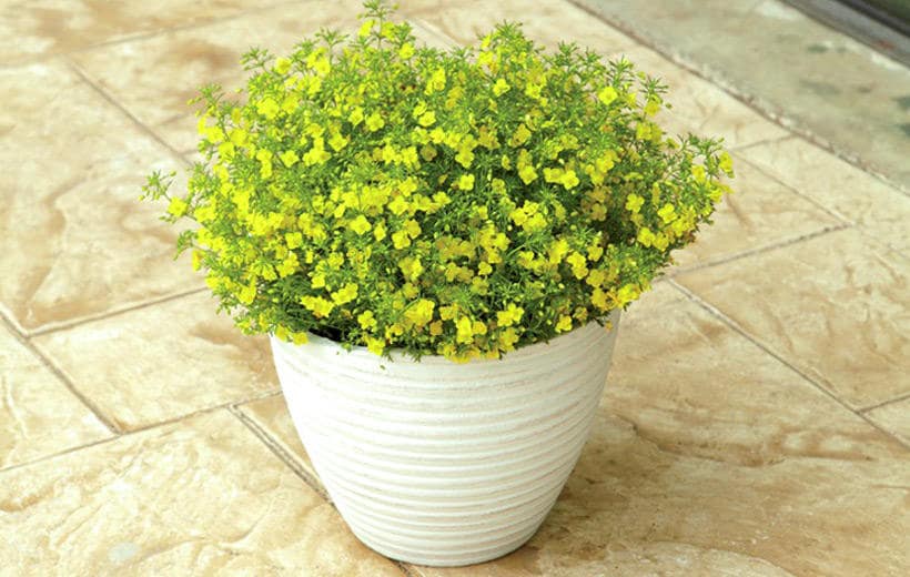 サントリーフラワーズ　リトルチュチュ