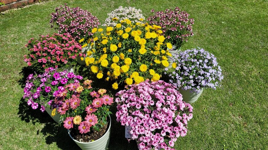たくさんのプランターに植えられた色とりどりの花