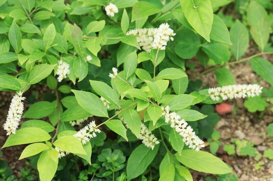白いコバノズイナの花