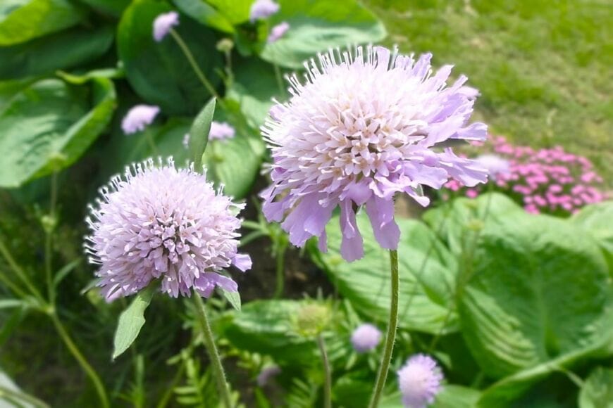 うす紫色の花を咲かせている、クナウティア