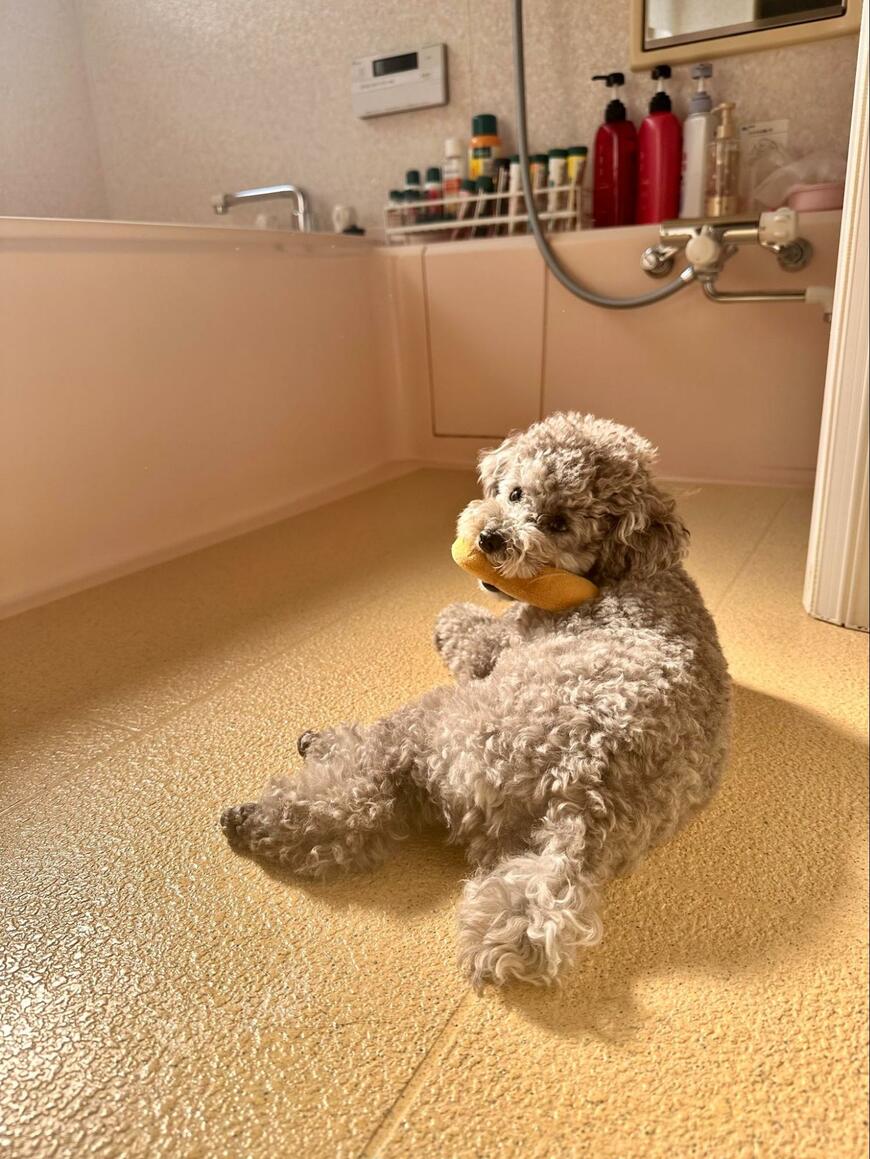 浴室でくつろぐ犬