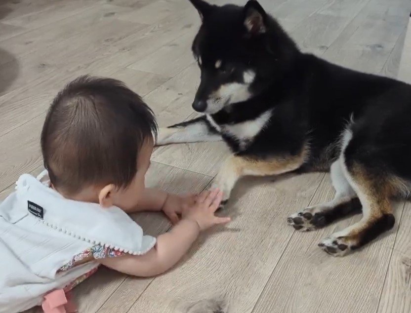柴犬と赤ちゃん