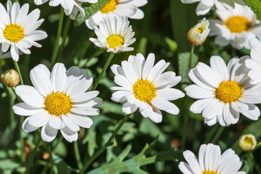 黄色の花芯に白い花弁の花を咲かせている、マーガレット