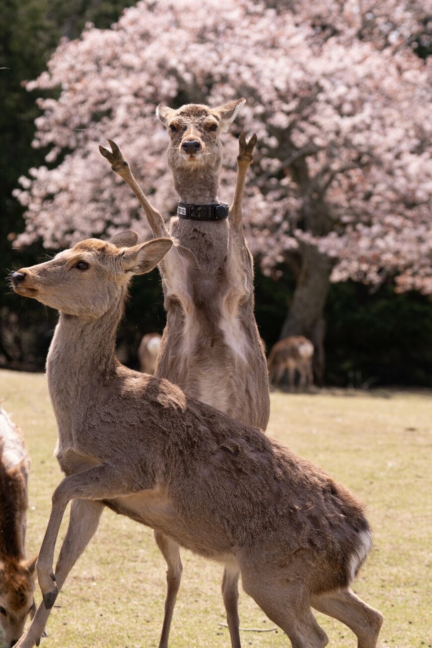 奈良公園で撮影されたパリピすぎる鹿