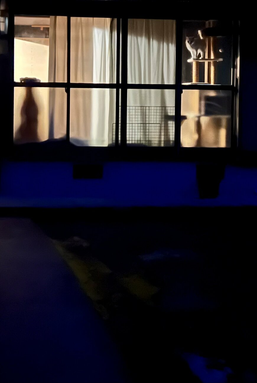 おんぼらと見える犬と猫