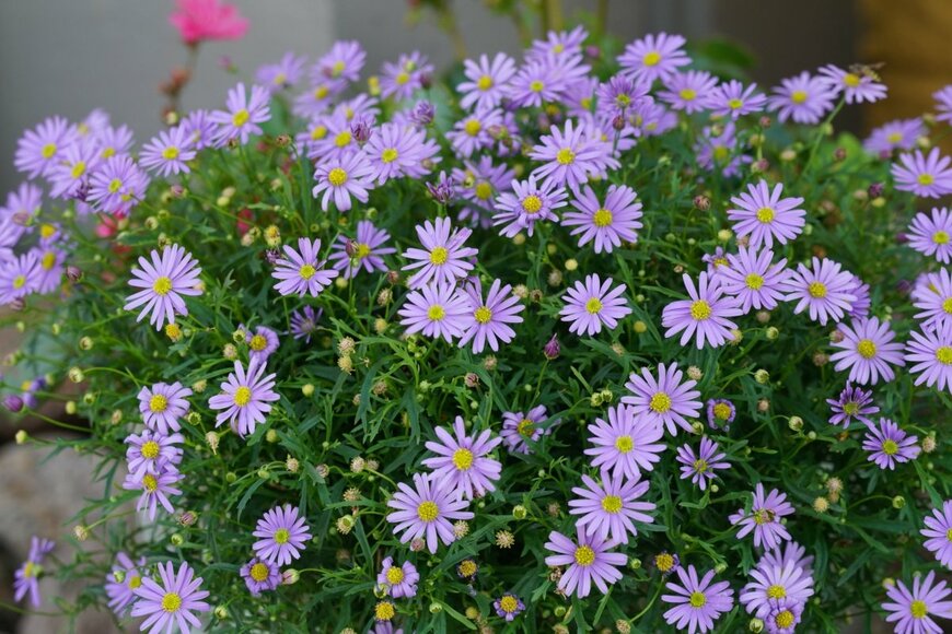 淡い青紫色の花を咲かせている、ブラキカム