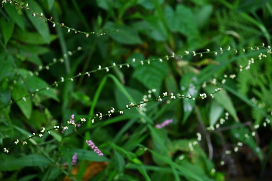 白色のミズヒキの花が咲く様子