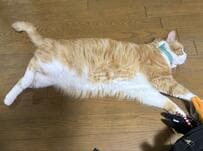 玄関マットになりきる猫ちゃん　ゴロンとくつろぐ姿にホッコリ　踏まないように足元要注意！