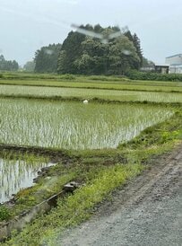 「上手い！座布団1枚」田んぼにいるサギをよく見ると→“予想外の正体”が笑える