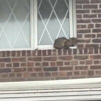 土砂降りの雨の中2階の窓枠で耐えていた猫　保護されて温かい家で幸せに過ごす今の様子に反響