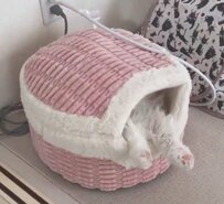 「なんだコレ…」ペット用ベッドで寝ている猫を見に行くと…まさかの寝相に思わず笑ってしまう