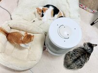雨がしとしと降る降る寒い日に…仲良くストーブを囲んで暖をとる猫ちゃんたちにほっこり