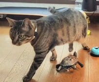 【アニメみたいなドタバタ劇】必死で追いかける亀に見せた猫の塩対応に笑ってしまう