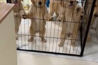 期待して立ち見する子犬たち　可愛い理由にホッコリ……