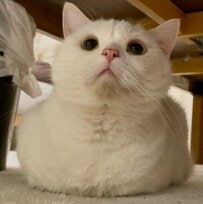 「自分から入ったよね？」段ボールの中から不満を訴える猫　「納得いかない表情」がたまらない…