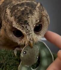 【人間のマネをするフクロウ】飼い主がフクロウをなでた結果…その後の『予想外の行動』に思わずほっこり