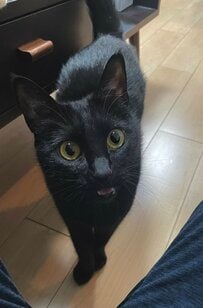 「美しすぎて声出ました」意外なアングルから猫ちゃん観察　思わず二度見の「つぶつぶ」