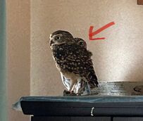 【監視するフクロウ】同居フクロウの陰に隠れて…ジッと見つめる姿にびっくり！