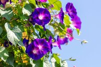 【2025年度は2.7%引き上げ】申請しないともらえない！「年金生活者支援給付金」支給要件・給付額は？