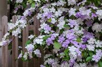 【玄関先に植える木】1本でもおしゃれ！小さなスペースで楽しめる《常緑低木》おすすめ6選