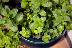 【ガーデニング】育てやすくて増えやすい植物7選＆上手に管理する【4つのコツ】