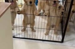 期待して立ち見する子犬たち　可愛い理由にホッコリ……