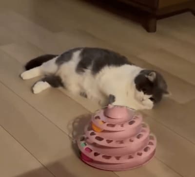 丸いフォルムがかわいいぶりもっちちゃん