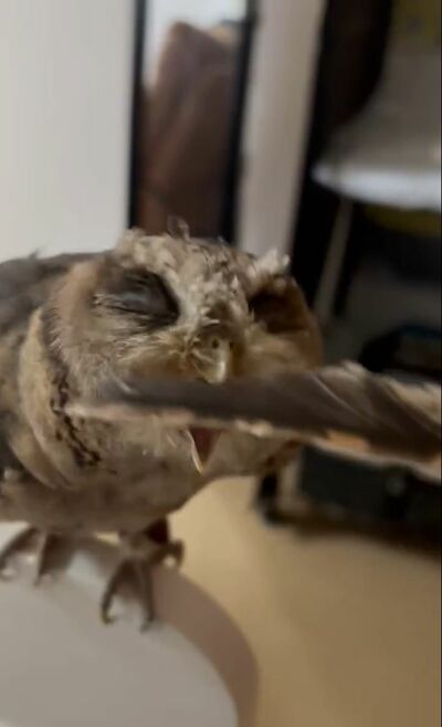 投稿動画のワンシーン