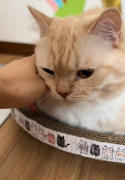 投稿動画のワンシーン