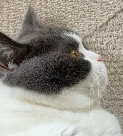 ぎっしり詰まった猫のほっぺの毛