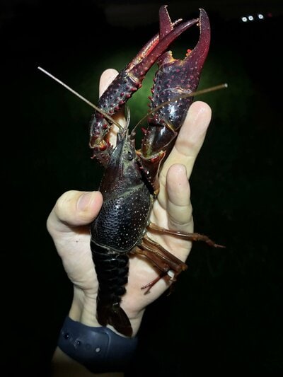 ハサミを広げるアメリカザリガニ