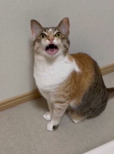 投稿動画のワンシーン