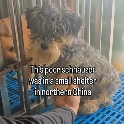 「足を複数個所も骨折して耐えていた犬」心優しい人たちの募金で病院に搬送！順調に回復していく姿に目頭が熱くなる…