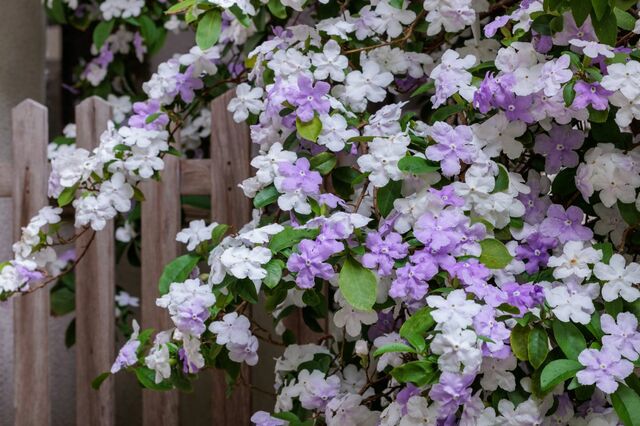 【玄関先に植える木】春や初夏からいい香りの花が咲く「コンパクトな常緑低木」おすすめ3選