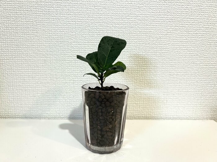 手持ちのミニグラスに入れてみました