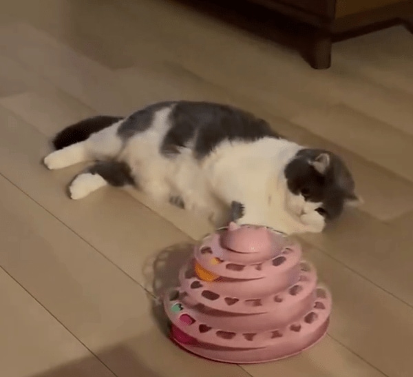 出所：@brimochi222