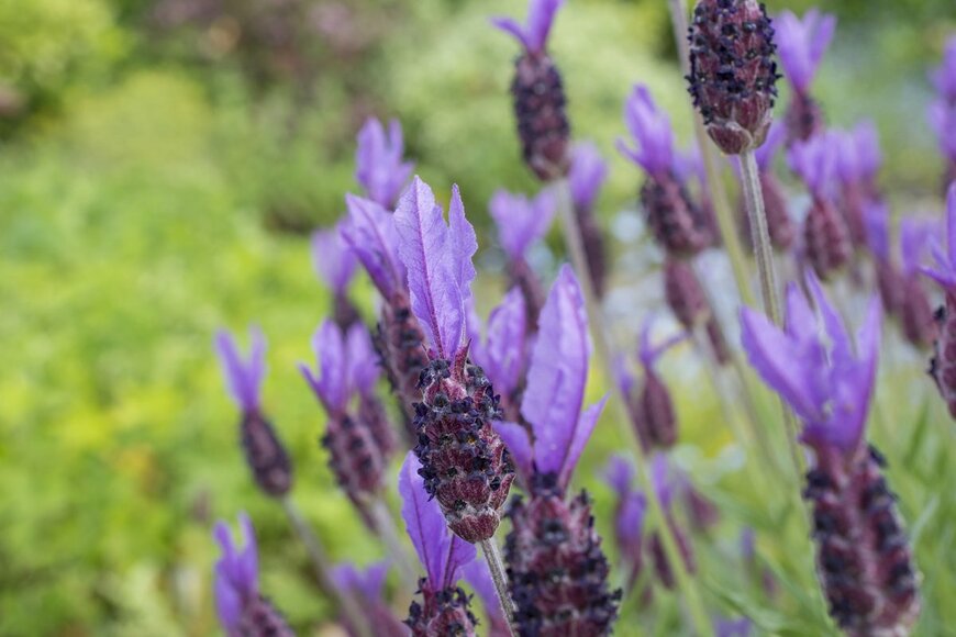 Jo L Frost/Shutterstock.com