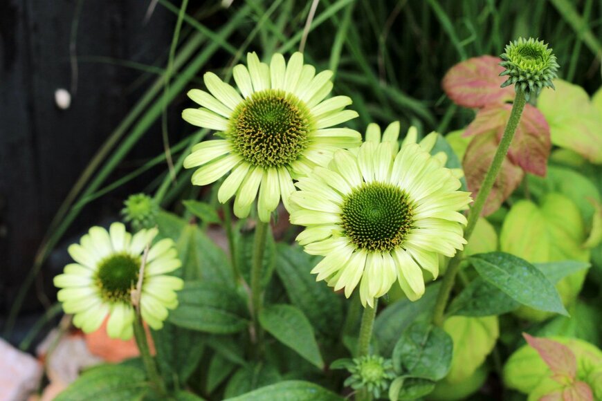 Marina Tesyelkina/shutterstock.com