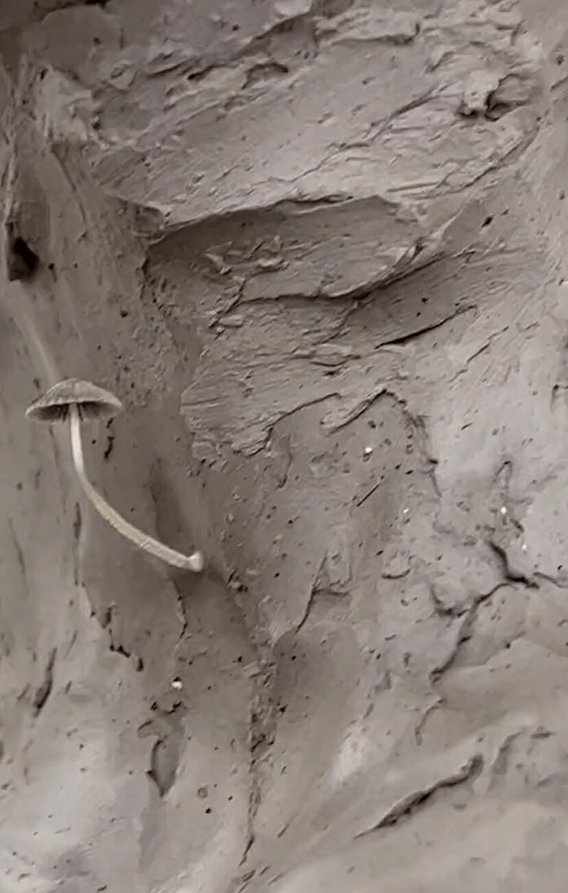 出所：@I_LOVE_Clown