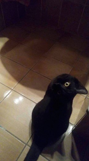 背後にいる人を頭上越しに見る黒猫。身体がやわらかい猫はこんなポーズも平気です。