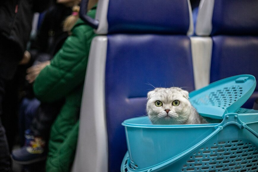 Sodel Vladyslav/shutterstock.com