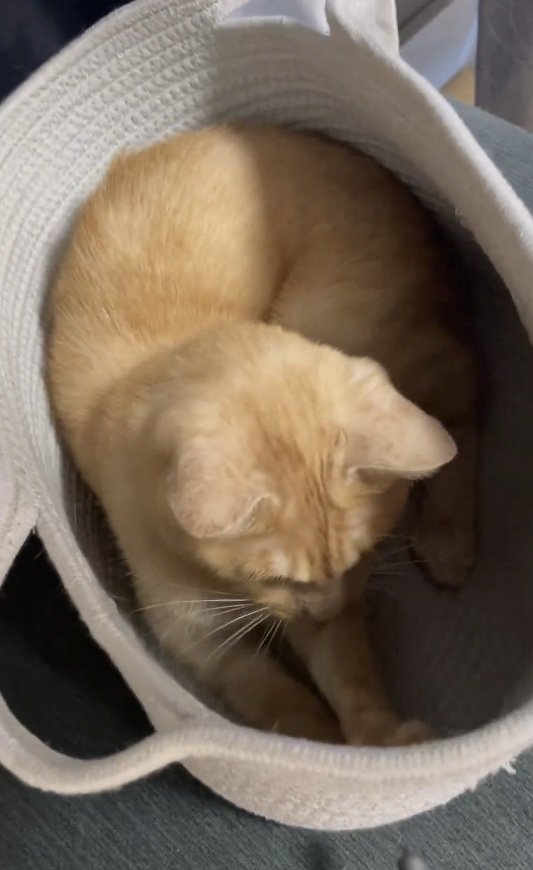 【癒し】かごの中に入って遊ぶ猫ちゃんたちにほっこり！素早く反応する様子が可愛すぎる