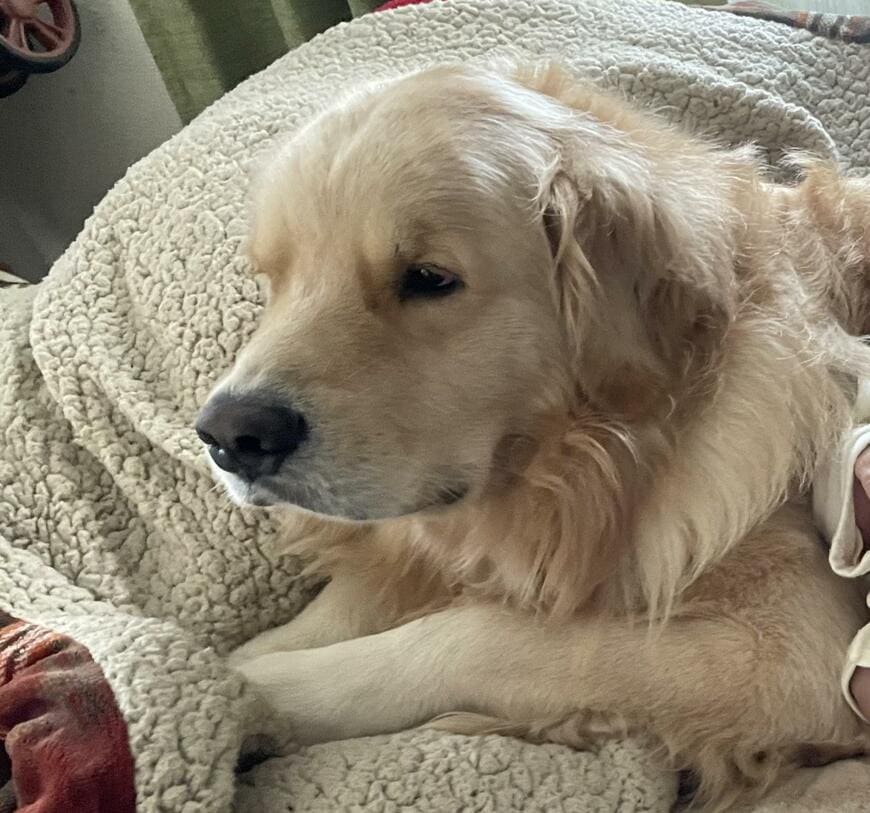 出所：@elmo_golret