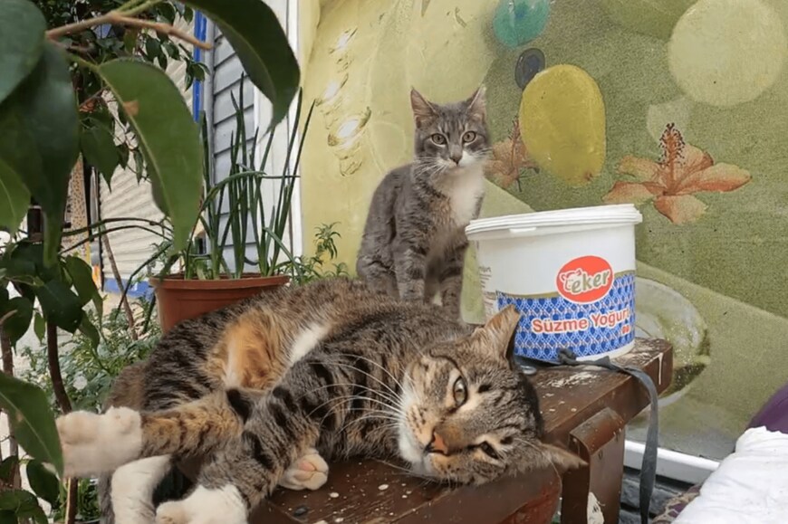 出所：@nekosanpoch