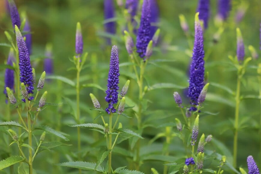 Kabar/shutterstock.com