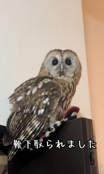 出所：@hitomimoko_reirukka