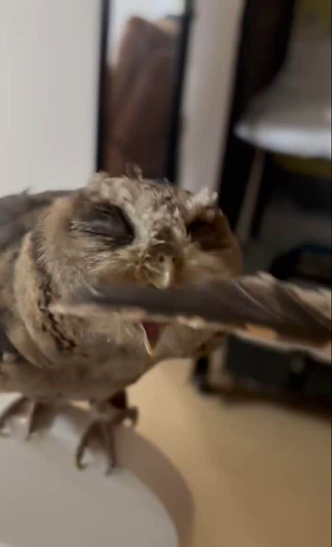 出所：@purinon2929k