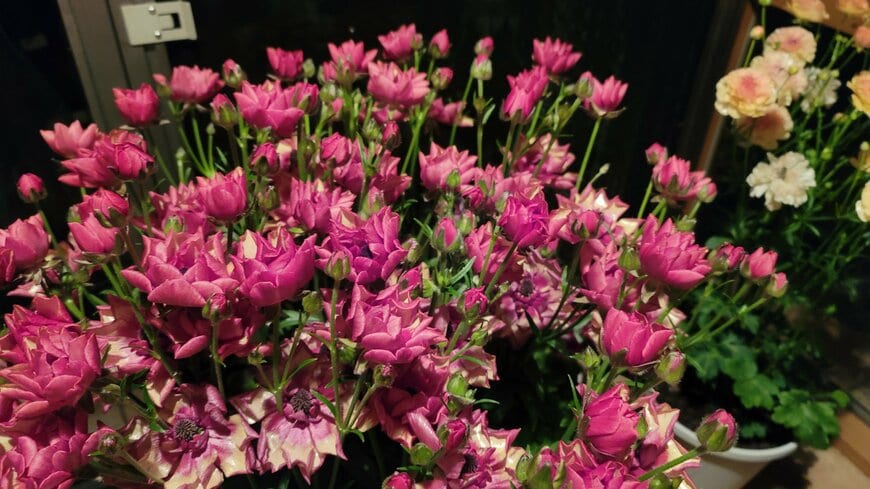 著者撮影／ラナンキュラス ランドセルシリーズ