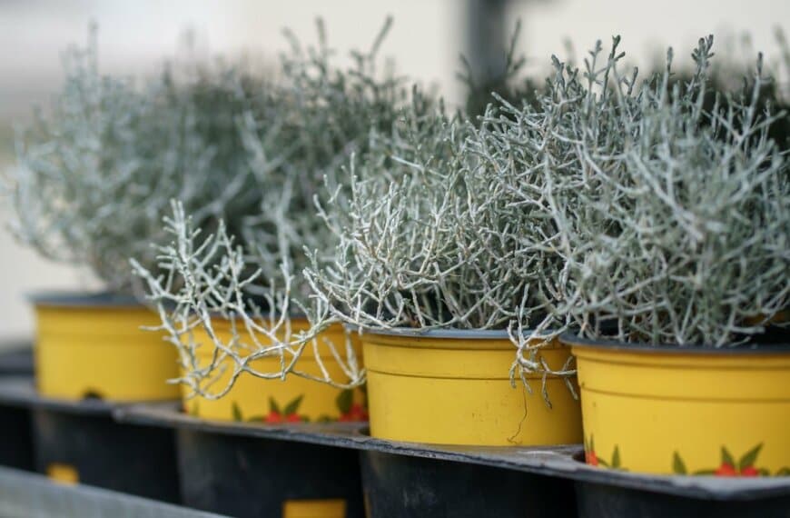 Anna Zelena/shutterstock.com